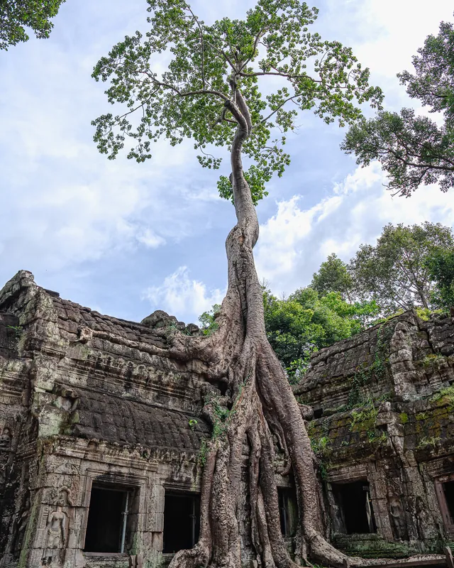 Mächtiger Baum wächst über die Ruinen eines Tempels in Angkor, Kambodscha