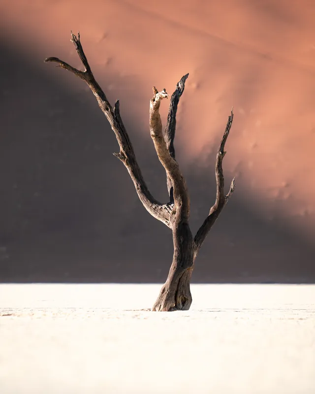 Abgestorbener Baum vor einer roten Düne im Deadvlei, Namibia