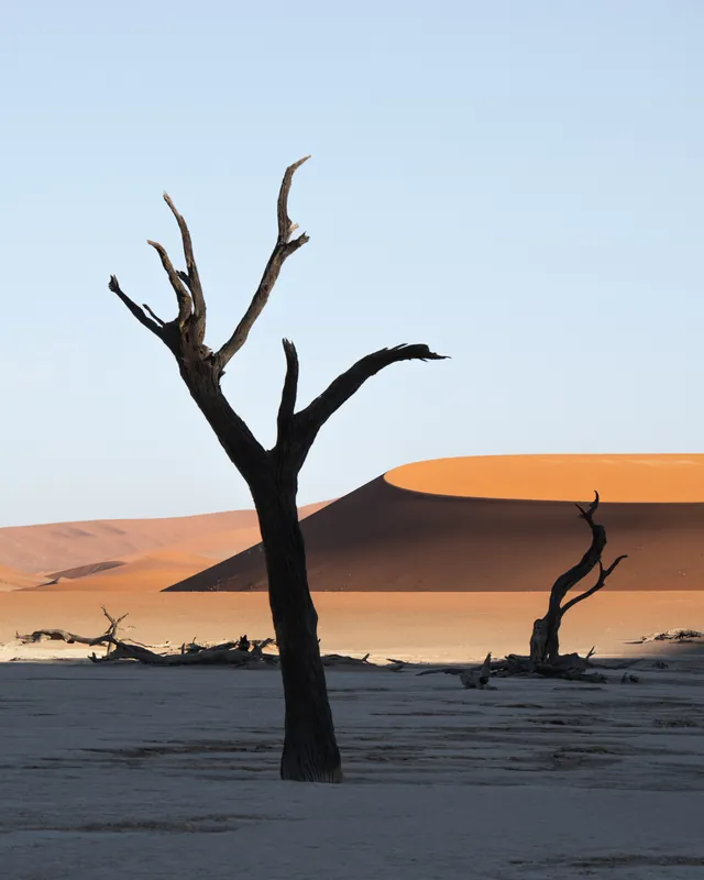 Toter Baum im Deadvlei vor orangefarbenen Dünen im Sossusvlei