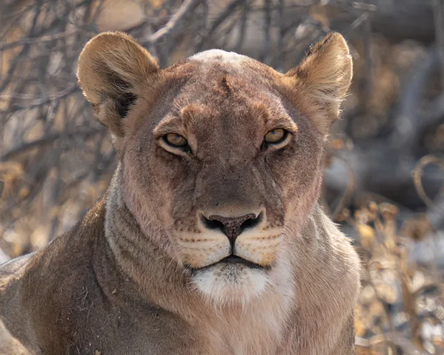 Porträt einer Löwin im Etosha-Nationalpark in Namibia