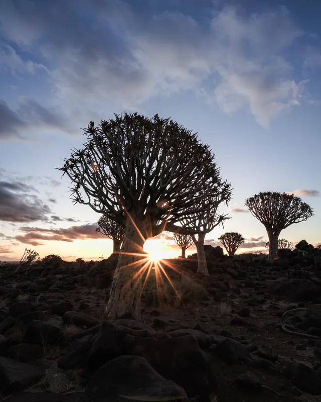 Köcherbäume im Gegenlicht bei Sonnenuntergang in Namibia