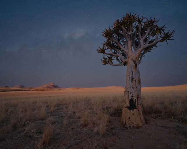 Köcherbaum unter dem Sternenhimmel in Namibia